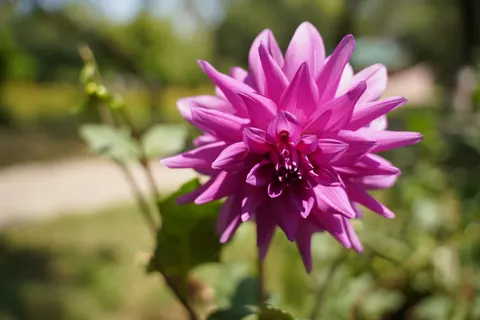 Dahlia 4K Wallpaper · flowers · 3840×2560