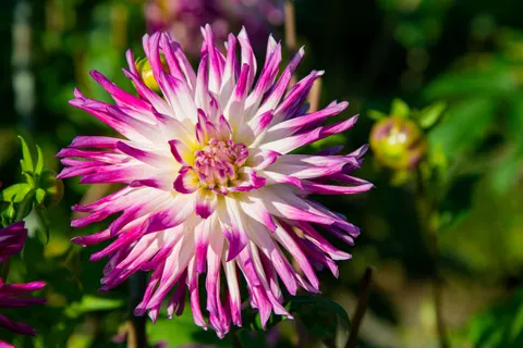Dahlia 4K Wallpaper · flowers · 3840×2560