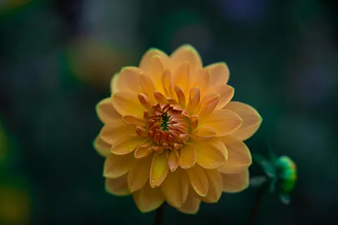 Dahlia 4K Wallpaper · flowers · 3840×2560