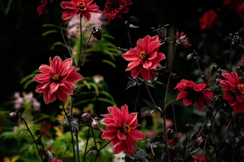 Dahlia 4K Wallpaper · flowers · 3840×2560