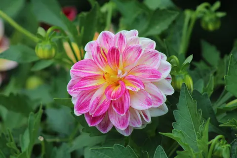 Dahlia 4K Wallpaper · flowers · 3840×2560