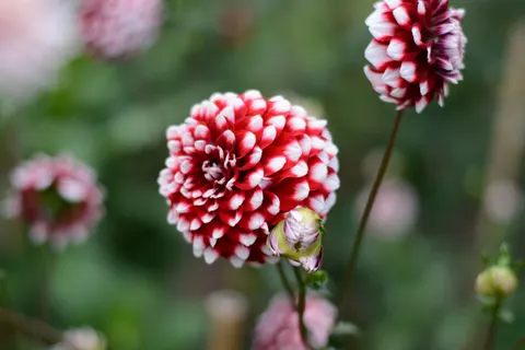 Dahlia 4K Wallpaper · flowers · 3840×2560