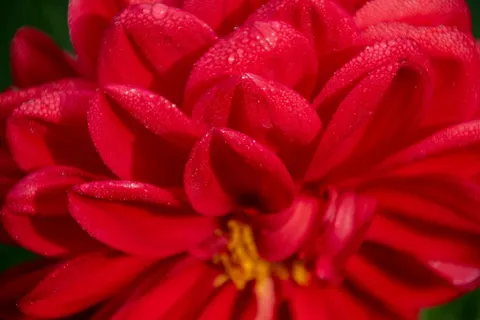 Dahlia 4K Wallpaper · flowers · 3840×2560