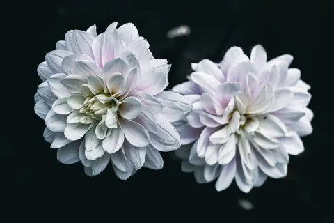 Dahlia 4K Wallpaper · flowers · 3840×2560