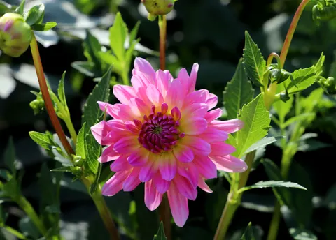Dahlia 4K Wallpaper · flowers · 3840×2750