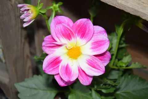 Dahlia 4K Wallpaper · flowers · 3840×2560
