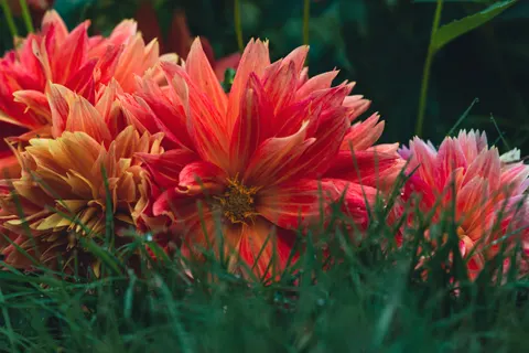 Dahlia 4K Wallpaper · flowers · 3840×2563