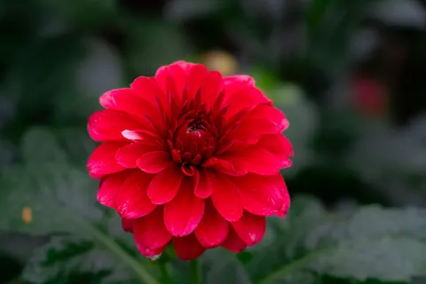 Dahlia 4K Wallpaper · flowers · 3840×2560
