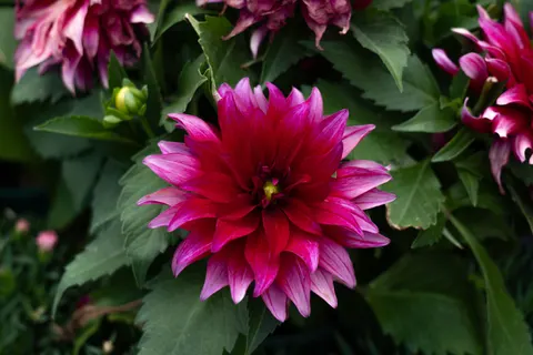 Dahlia 4K Wallpaper · flowers · 3840×2560