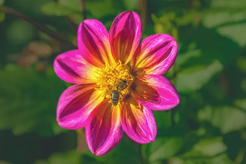 Dahlia 4K Wallpaper · flowers · 3840×2560