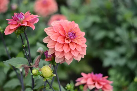Dahlia 4K Wallpaper · flowers · 3840×2560