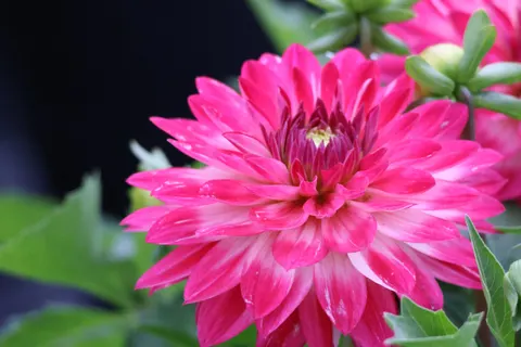Dahlia 4K Wallpaper · flowers · 3840×2560