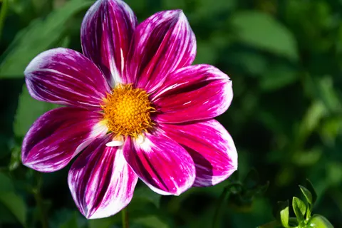 Dahlia 4K Wallpaper · flowers · 3840×2560