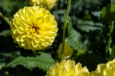 Dahlia 4K Wallpaper · flowers · 3840×2560