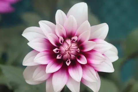 Dahlia 4K Wallpaper · flowers · 3840×2560