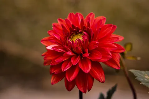 Dahlia 4K Wallpaper · flowers · 3840×2560