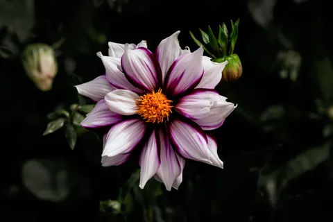 Dahlia 4K Wallpaper · flowers · 3840×2560