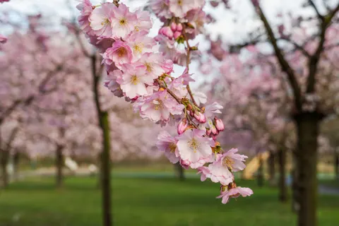 Cherry Blossom Tree 4K Wallpaper · flowers · 3840×2560