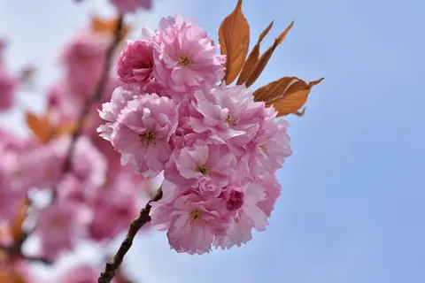 Cherry Blossom Tree 4K Wallpaper · flowers · 3840×2560