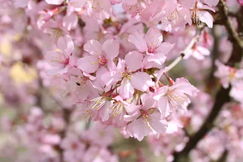Cherry Blossom Tree 4K Wallpaper · flowers · 3840×2560