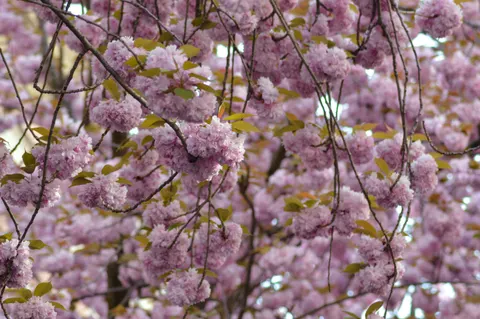 Cherry Blossom Tree 4K Wallpaper · flowers · 3840×2553