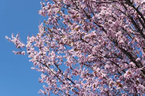 Wallpaper Pohon Sakura 4K · flowers · 3840×2560