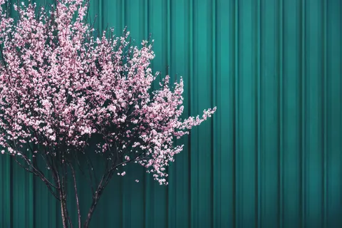 Cherry Blossom Tree 4K Wallpaper · flowers · 3840×2560