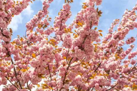Cherry Blossom Tree 4K Wallpaper · flowers · 3840×2560