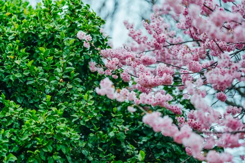 Cherry Blossom Tree 4K Wallpaper · flowers · 3840×2561