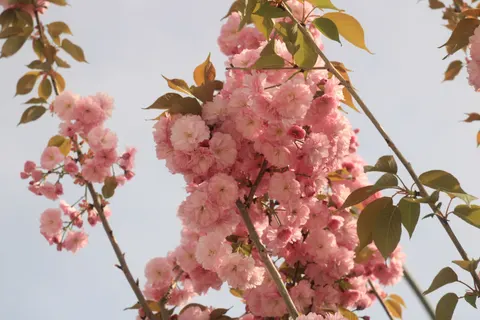 Cherry Blossom Tree 4K Wallpaper · flowers · 3840×2560