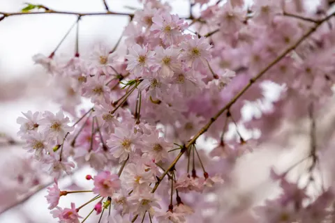 Cherry Blossom Tree 4K Wallpaper · flowers · 3840×2561
