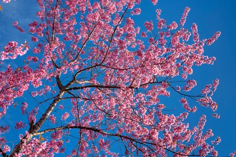 Cherry Blossom Tree 4K Wallpaper · flowers · 3840×2561