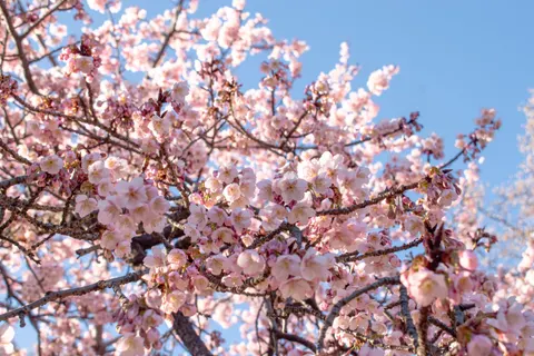 Cherry Blossom Tree 4K Wallpaper · flowers · 3840×2560
