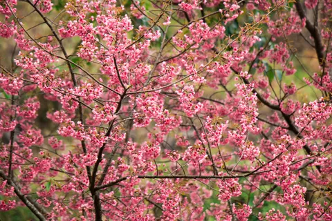 Cherry Blossom Tree 4K Wallpaper · flowers · 3840×2560
