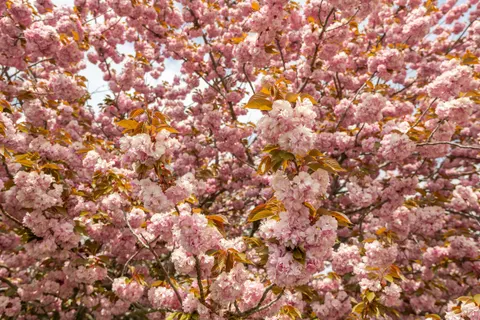 Cherry Blossom Tree 4K Wallpaper · flowers · 3840×2560