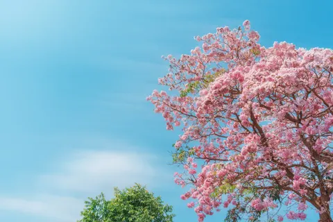 Cherry Blossom Tree 4K Wallpaper · flowers · 3840×2560