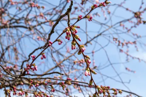 桜の木 4K壁紙 · flowers · 3840×2560