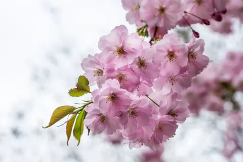 Cherry Blossom Tree 4K Wallpaper · flowers · 3840×2563