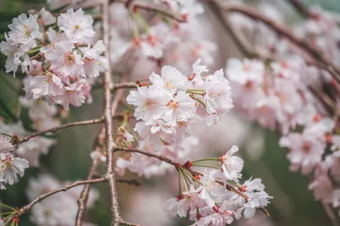 Cherry Blossom Tree 4K Wallpaper · flowers · 3840×2563
