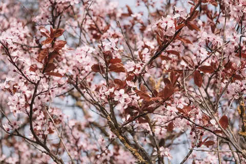 Cherry Blossom Tree 4K Wallpaper · flowers · 3840×2560