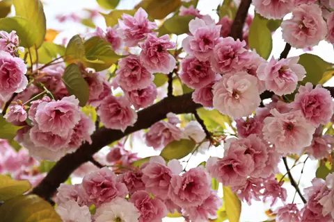 والپیپر درخت شکوفهٔ گیلاس با کیفیت 4K · flowers · 3840×2560