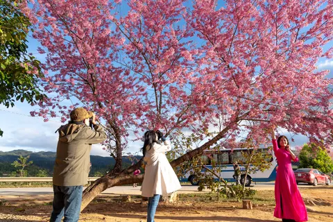 Cherry Blossom Tree 4K Wallpaper · flowers · 3840×2561