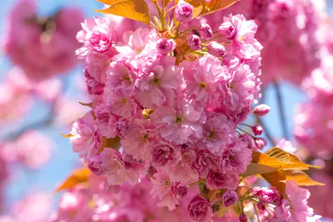 Cherry Blossom Tree 4K Wallpaper · flowers · 3840×2563
