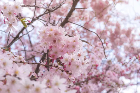 Cherry Blossom Tree 4K Wallpaper · flowers · 3840×2560