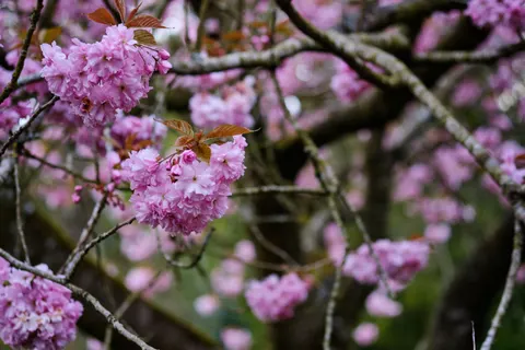 Cherry Blossom Tree 4K Wallpaper · flowers · 3840×2560