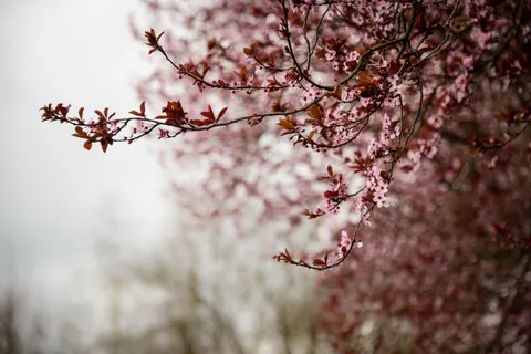 Cherry Blossom Tree 4K Wallpaper · flowers · 3840×2563