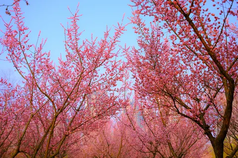 Cherry Blossom Tree 4K Wallpaper · flowers · 3840×2560