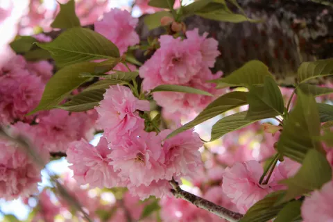 Cherry Blossom Tree 4K Wallpaper · flowers · 3840×2560