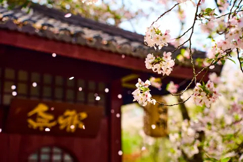 Cherry Blossom Tree 4K Wallpaper · flowers · 3840×2560