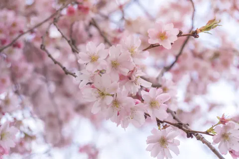 Cherry Blossom Tree 4K Wallpaper · flowers · 3840×2560